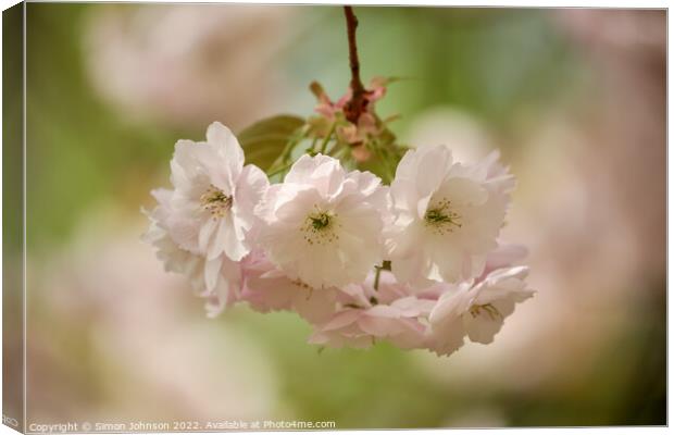 spring Blossom Canvas Print by Simon Johnson