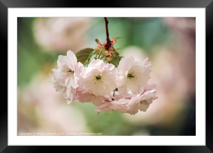 white blossom Framed Mounted Print by Simon Johnson