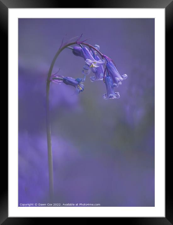 English Bluebell Framed Mounted Print by Dawn Cox