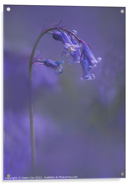 English Bluebell Acrylic by Dawn Cox