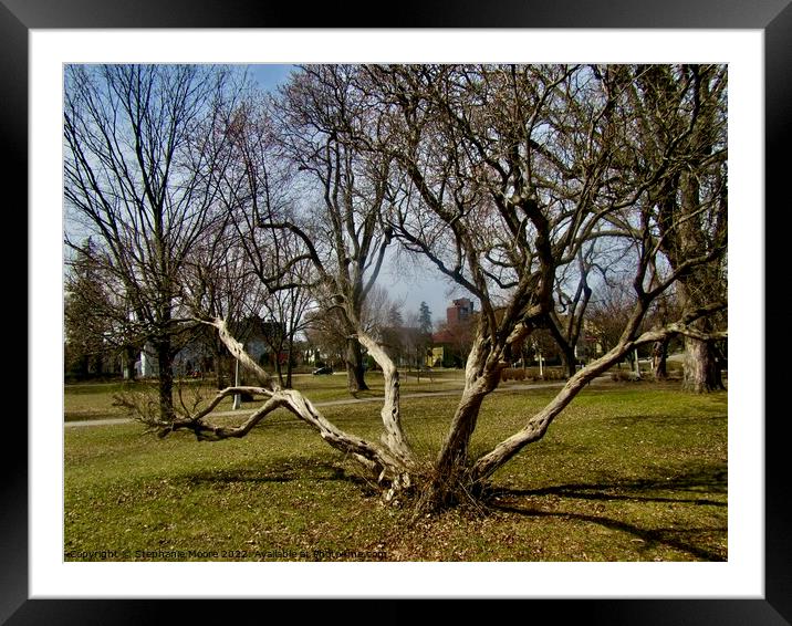 Crooked Tree Framed Mounted Print by Stephanie Moore