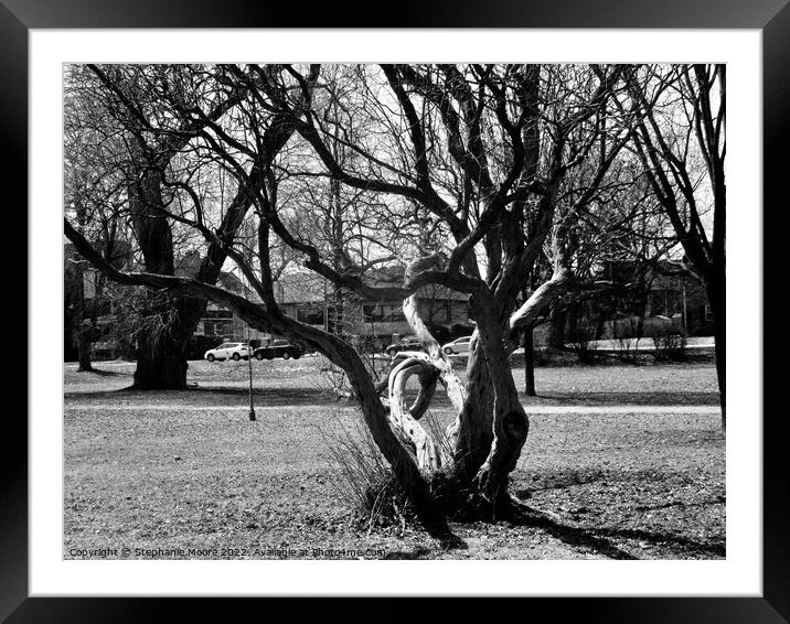 Crooked tree in black and white Framed Mounted Print by Stephanie Moore