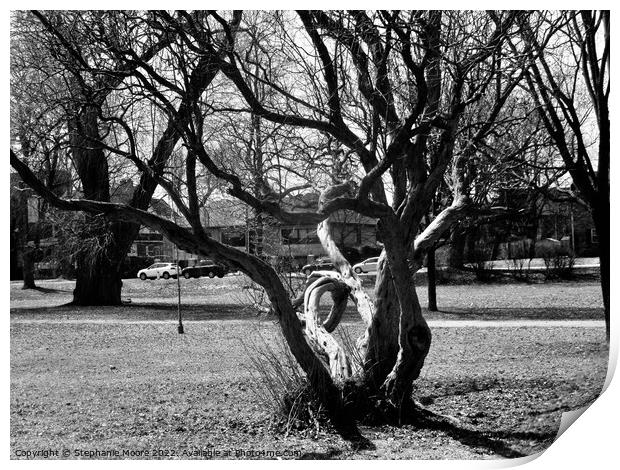 Crooked tree in black and white Print by Stephanie Moore