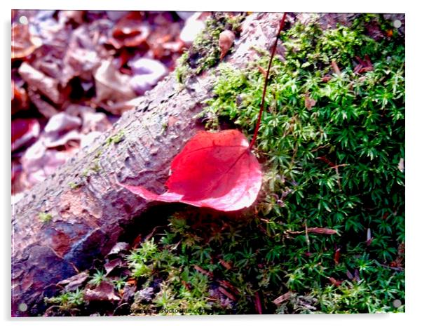 Red leaf on green moss Acrylic by Stephanie Moore