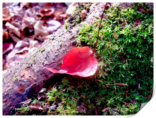 Red leaf on green moss Print by Stephanie Moore