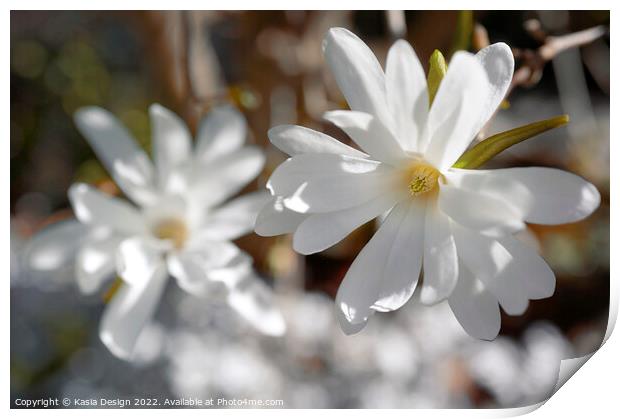 Magnolia Blossom in Spring Print by Kasia Design