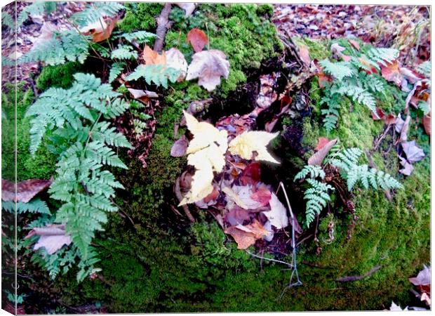 Leaves, ferns and moss Canvas Print by Stephanie Moore