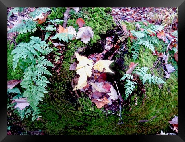 Leaves, ferns and moss Framed Print by Stephanie Moore
