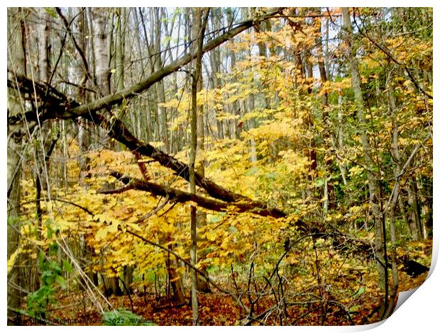 Fallen tree  Print by Stephanie Moore