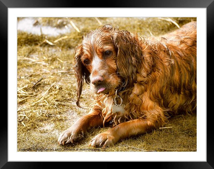A dog sitting in the grass Framed Mounted Print by Ryan Carrara