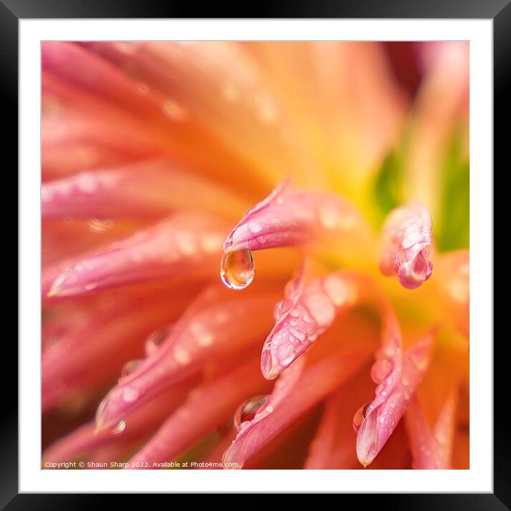 Coloured Water Drop Framed Mounted Print by Shaun Sharp