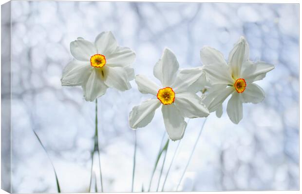 The Poet's Daffodil Canvas Print by Alison Chambers