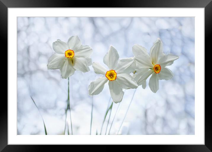 The Poet's Daffodil Framed Mounted Print by Alison Chambers