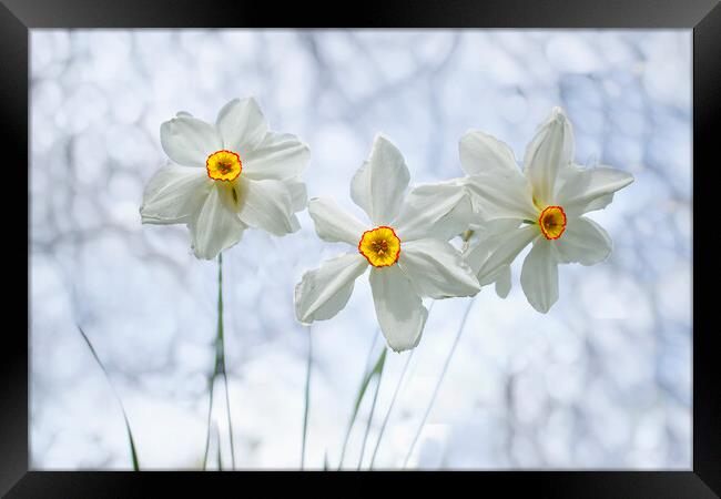The Poet's Daffodil Framed Print by Alison Chambers