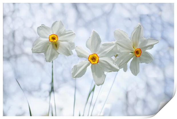 The Poet's Daffodil Print by Alison Chambers