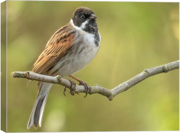 Male Reed Bunting Emberiza schoeniclus Canvas Print by Jonathan Thirkell