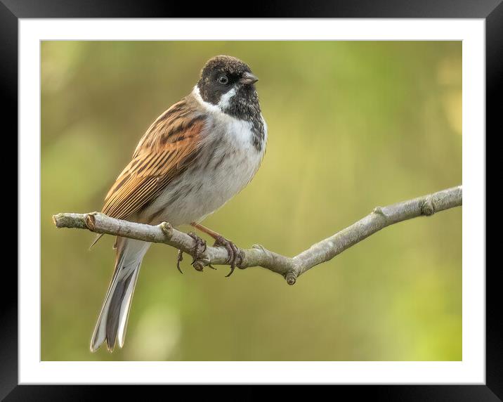 Male Reed Bunting Emberiza schoeniclus Framed Mounted Print by Jonathan Thirkell