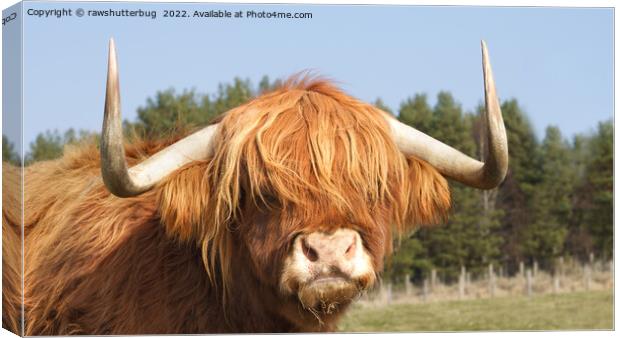 Shaggy-Haired Highland Cow Canvas Print by rawshutterbug 
