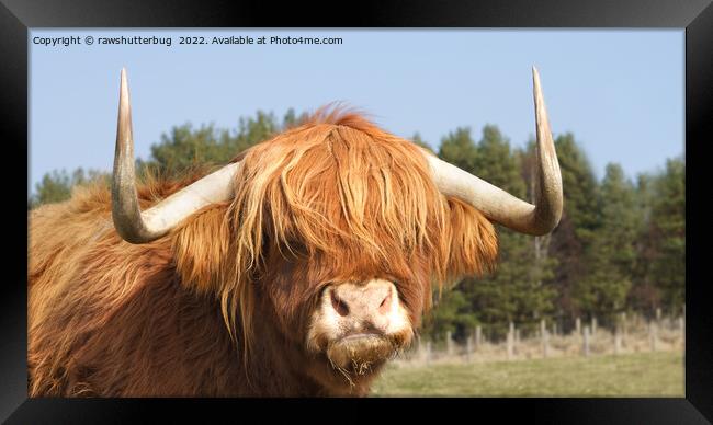 Shaggy-Haired Highland Cow Framed Print by rawshutterbug 