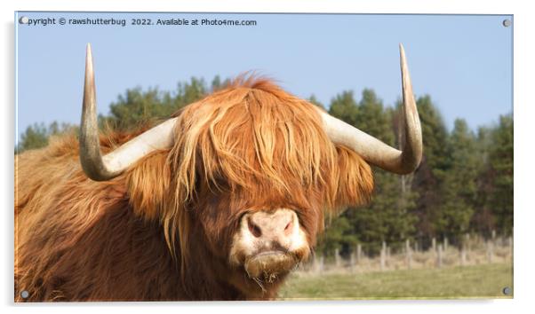 Shaggy-Haired Highland Cow Acrylic by rawshutterbug 
