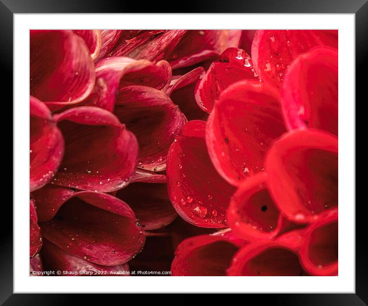 Red - Two of the same Framed Mounted Print by Shaun Sharp