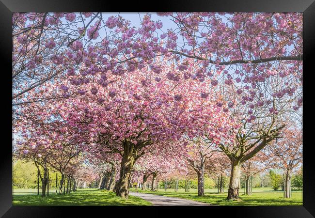Cherry blossom on an avenue of trees Framed Print by Jason Wells