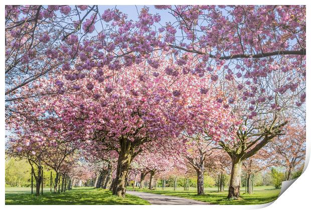 Cherry blossom on an avenue of trees Print by Jason Wells