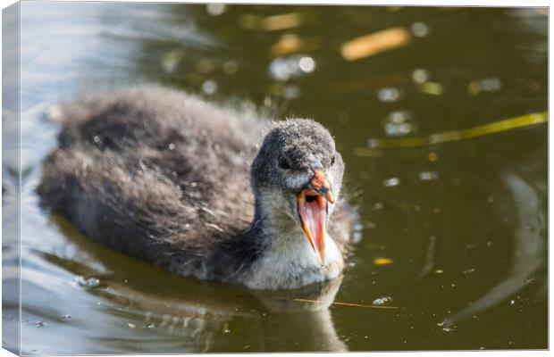 Coot chick with its mouth open Canvas Print by Jason Wells