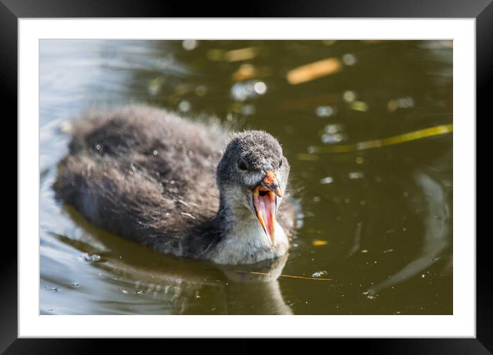 Coot chick with its mouth open Framed Mounted Print by Jason Wells