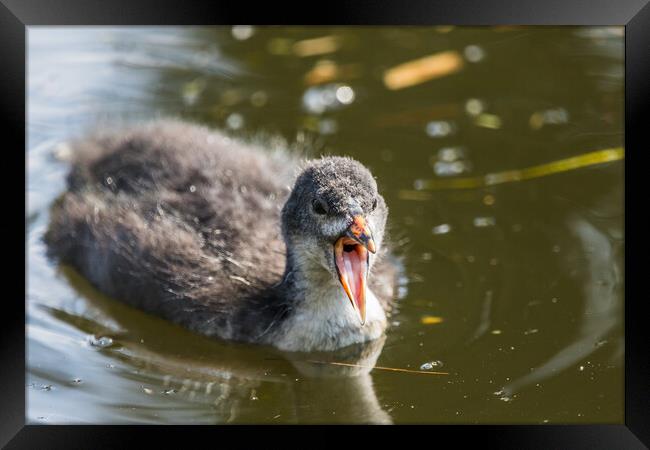 Coot chick with its mouth open Framed Print by Jason Wells