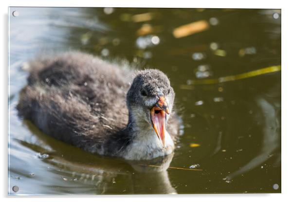 Coot chick with its mouth open Acrylic by Jason Wells