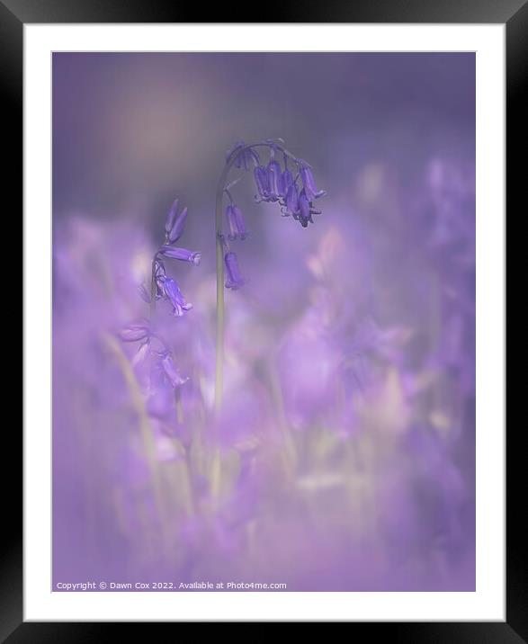 bluebell mist Framed Mounted Print by Dawn Cox