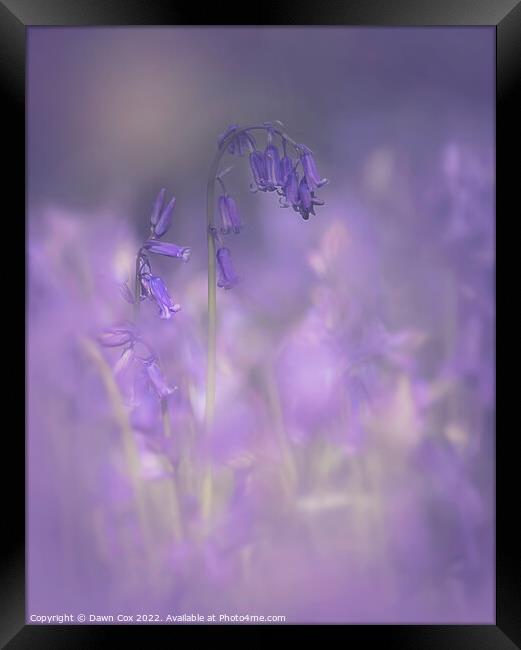 bluebell mist Framed Print by Dawn Cox