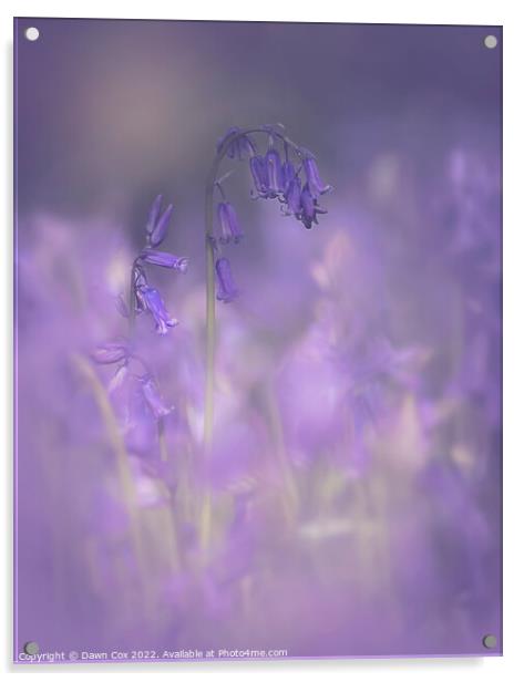 bluebell mist Acrylic by Dawn Cox