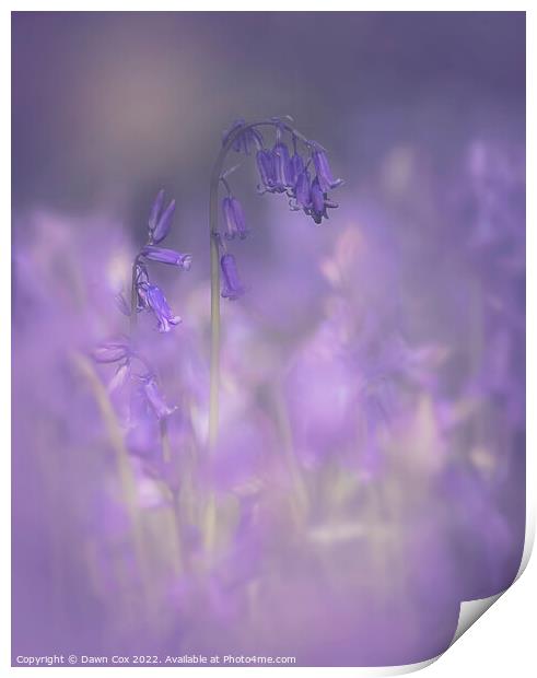 bluebell mist Print by Dawn Cox
