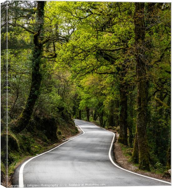 A Leisurely Drive Canvas Print by DiFigiano Photography