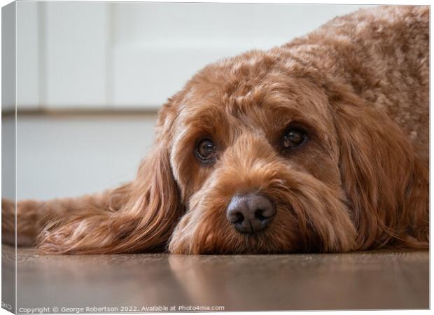 Cockapoo with his head down Canvas Print by George Robertson