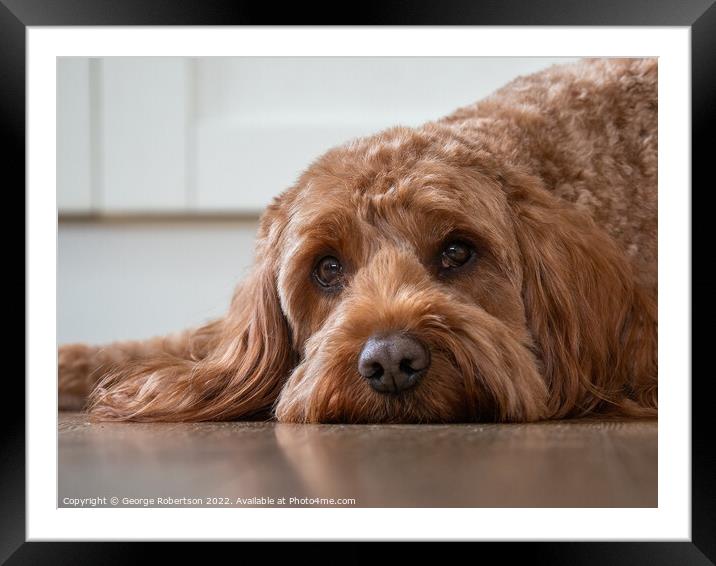 Cockapoo with his head down Framed Mounted Print by George Robertson