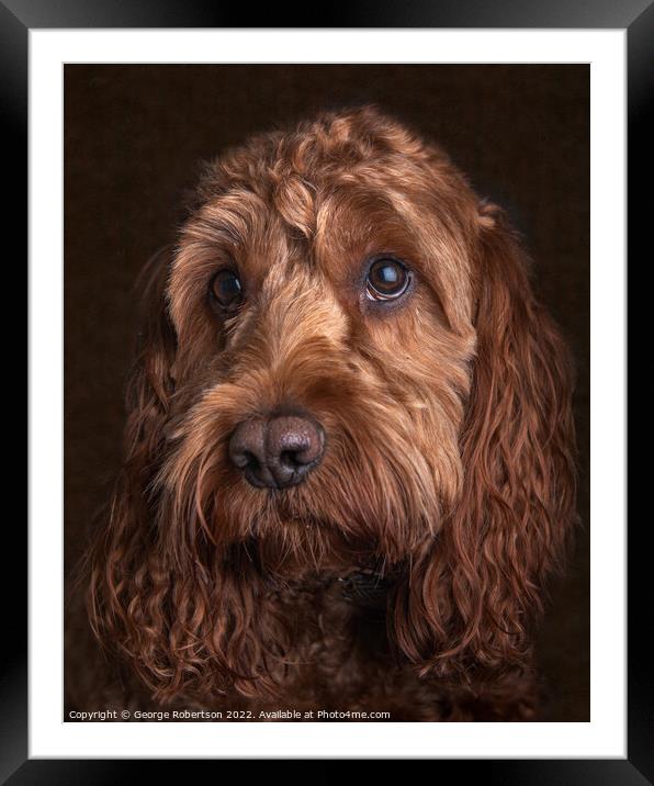 Studio portrait of a Cockapoo Framed Mounted Print by George Robertson