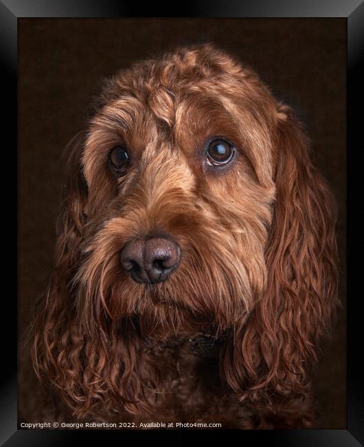 Studio portrait of a Cockapoo Framed Print by George Robertson