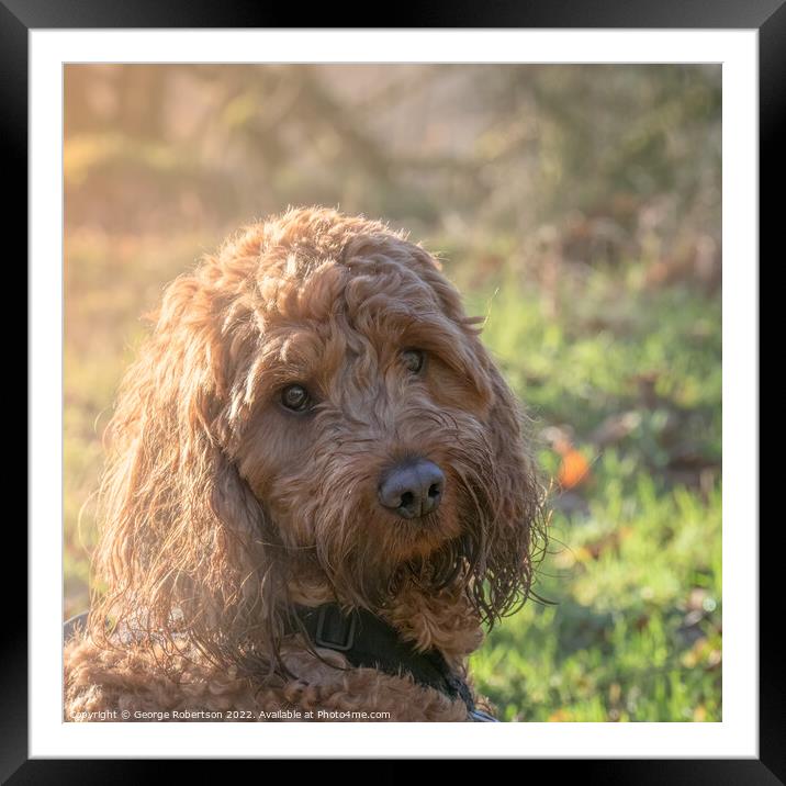Outdoor portrait of a Cockapoo dog Framed Mounted Print by George Robertson
