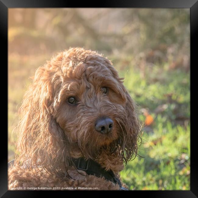 Outdoor portrait of a Cockapoo dog Framed Print by George Robertson