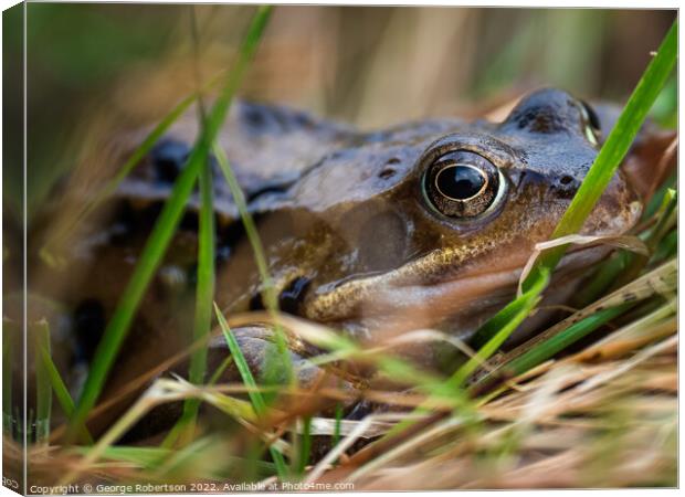 The common frog, also known as the European common frog Canvas Print by George Robertson