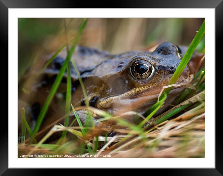 The common frog, also known as the European common frog Framed Mounted Print by George Robertson