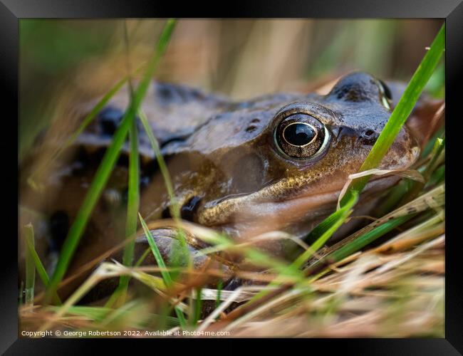 The common frog, also known as the European common frog Framed Print by George Robertson