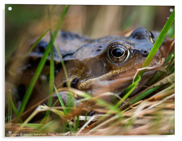 The common frog, also known as the European common frog Acrylic by George Robertson