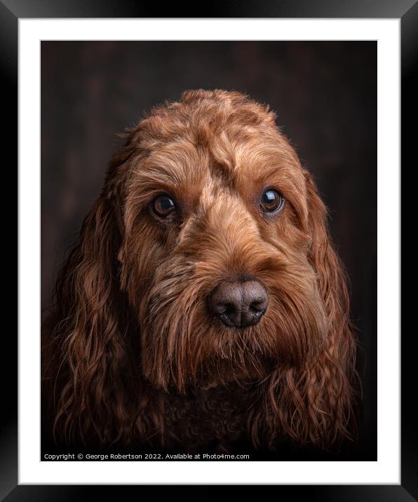 Studio portrait of a Cockapoo Framed Mounted Print by George Robertson
