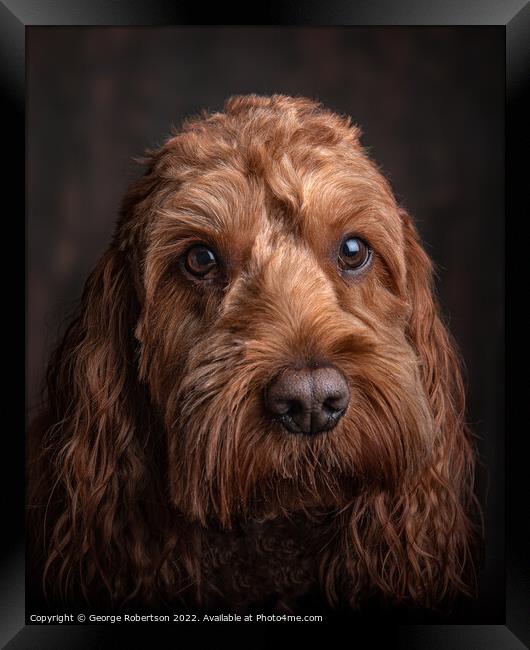 Studio portrait of a Cockapoo Framed Print by George Robertson