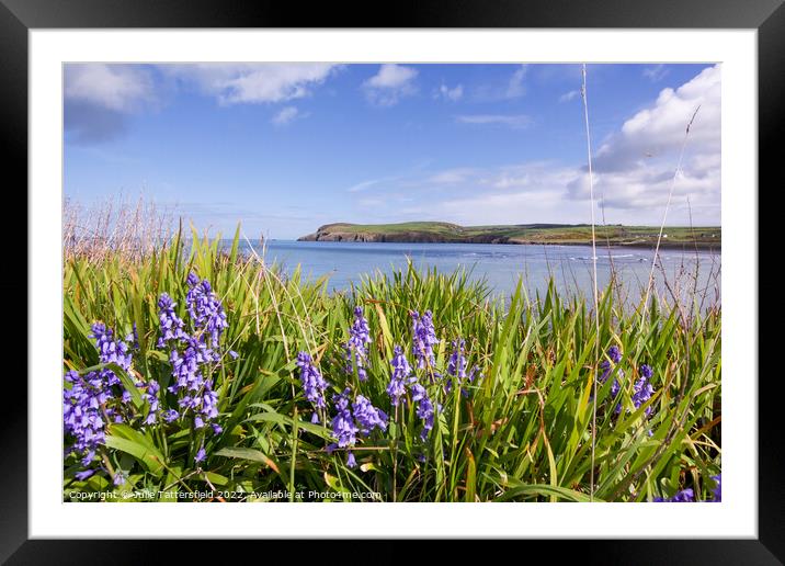 Bluebells by the sea Pembrokeshire Framed Mounted Print by Julie Tattersfield