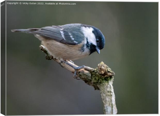 A Coal tit perched on a tree branch Canvas Print by Vicky Outen
